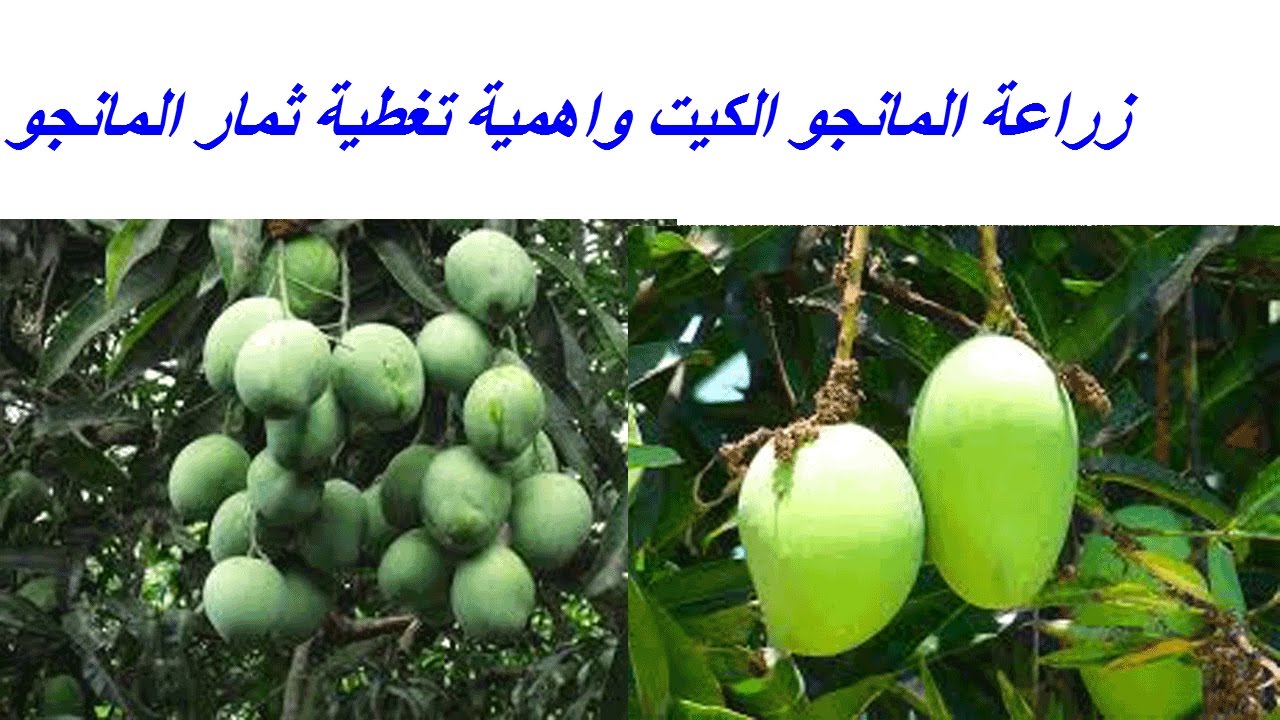 زراعة المانجو الكيت واهمية تغطية ثمار المانجو