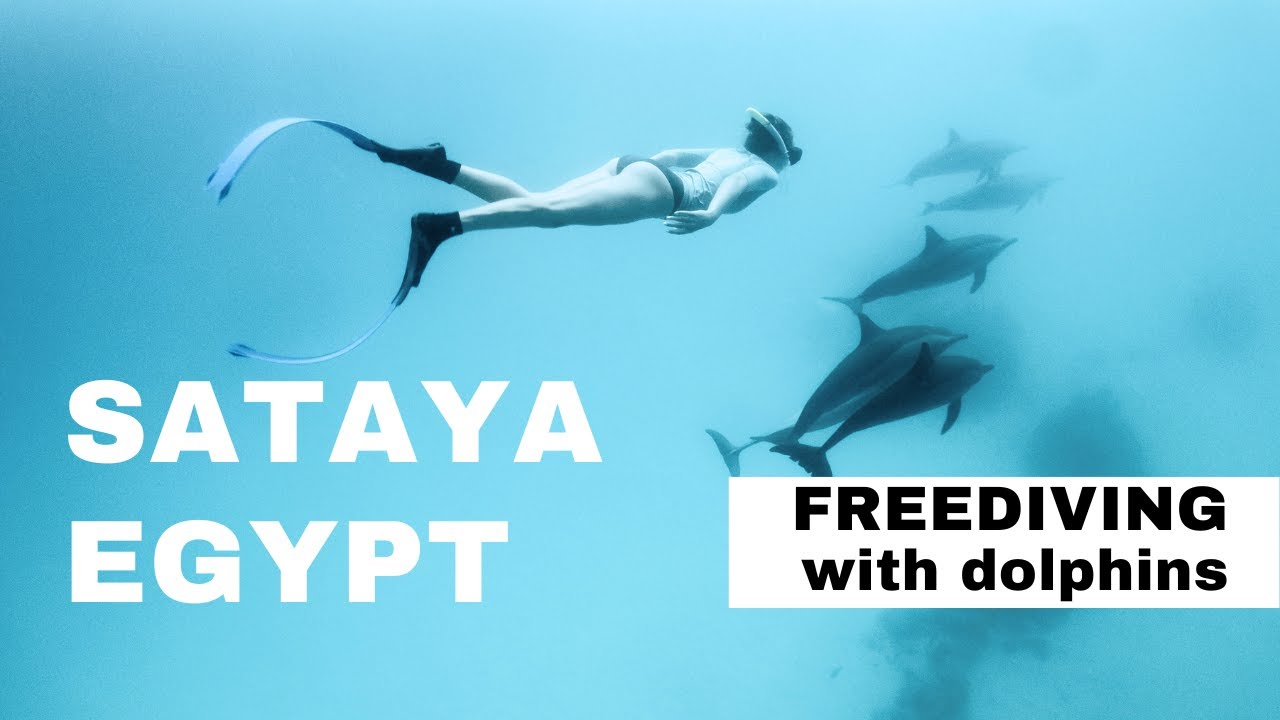 Freediving with Wild Dolphins at Sataya Reef, Egypt | Unforgettable Encounters [EN subs]