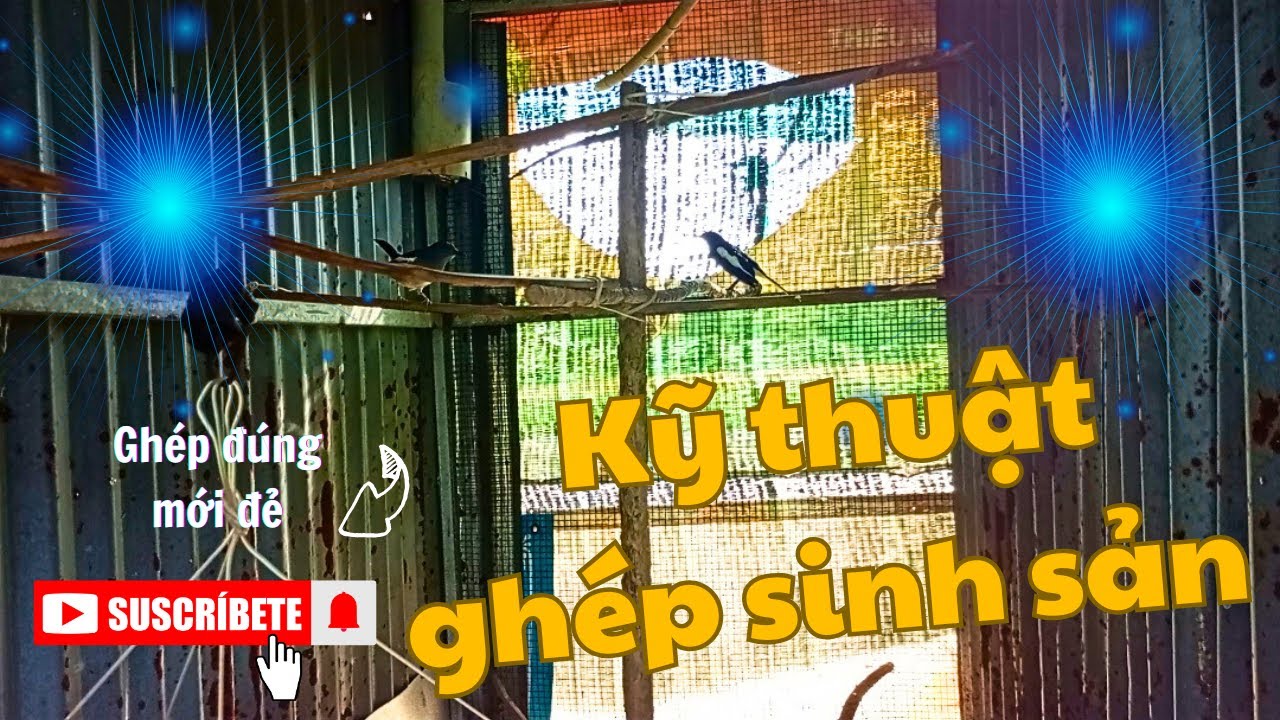 Kinh nghiệm ghép choè than sinh sản thực tế | Ghép chuẩn là có trứng