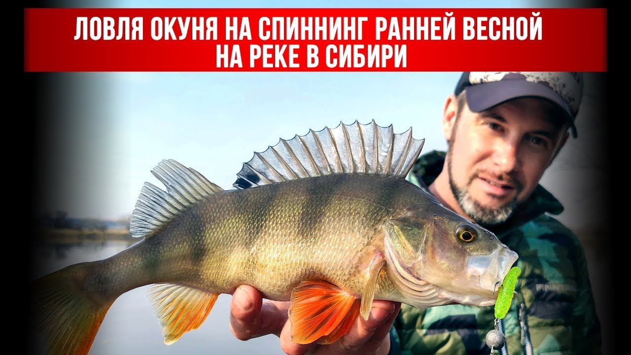 Ловля окуня на спиннинг ранней весной на реке в Сибири