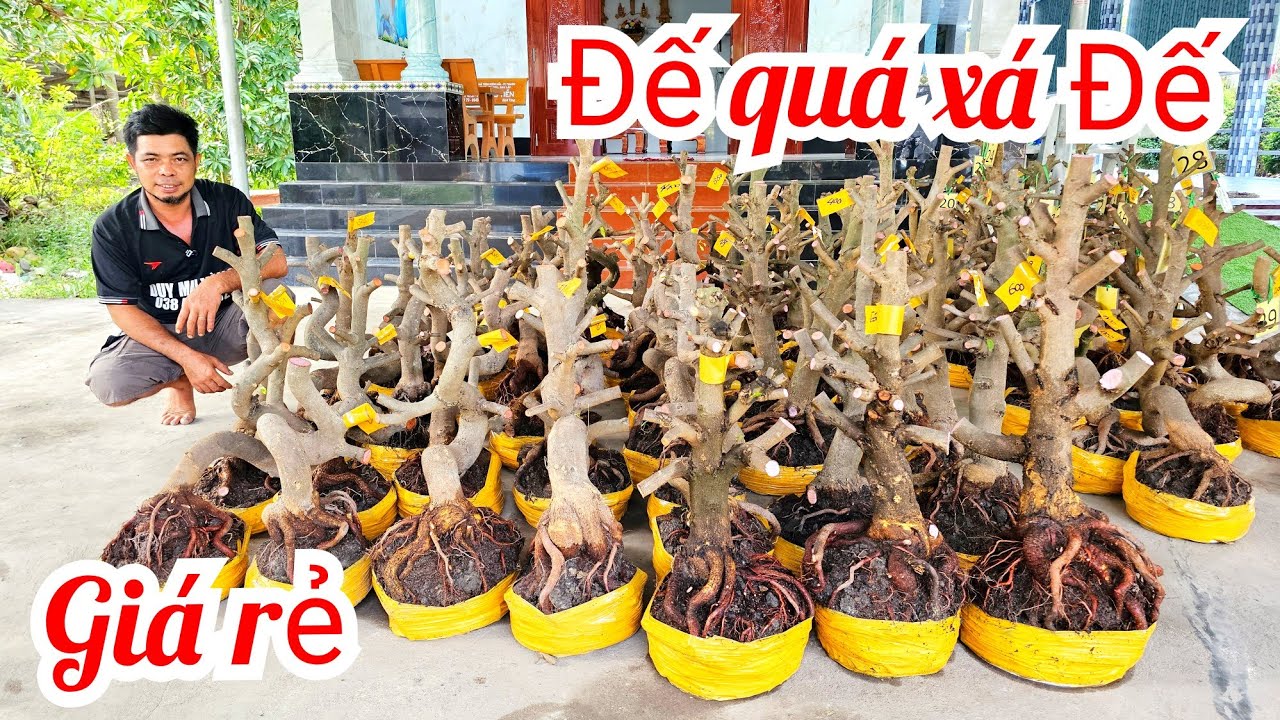 A Duy 📲 0384834321 khui vườn mới quái cây dáng long mai giảo Thủ Đức 4/3  (@MaivàngQuêdừa)