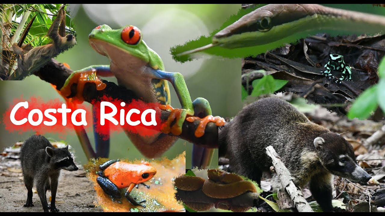 Costa Rica - Au paradis des animaux
