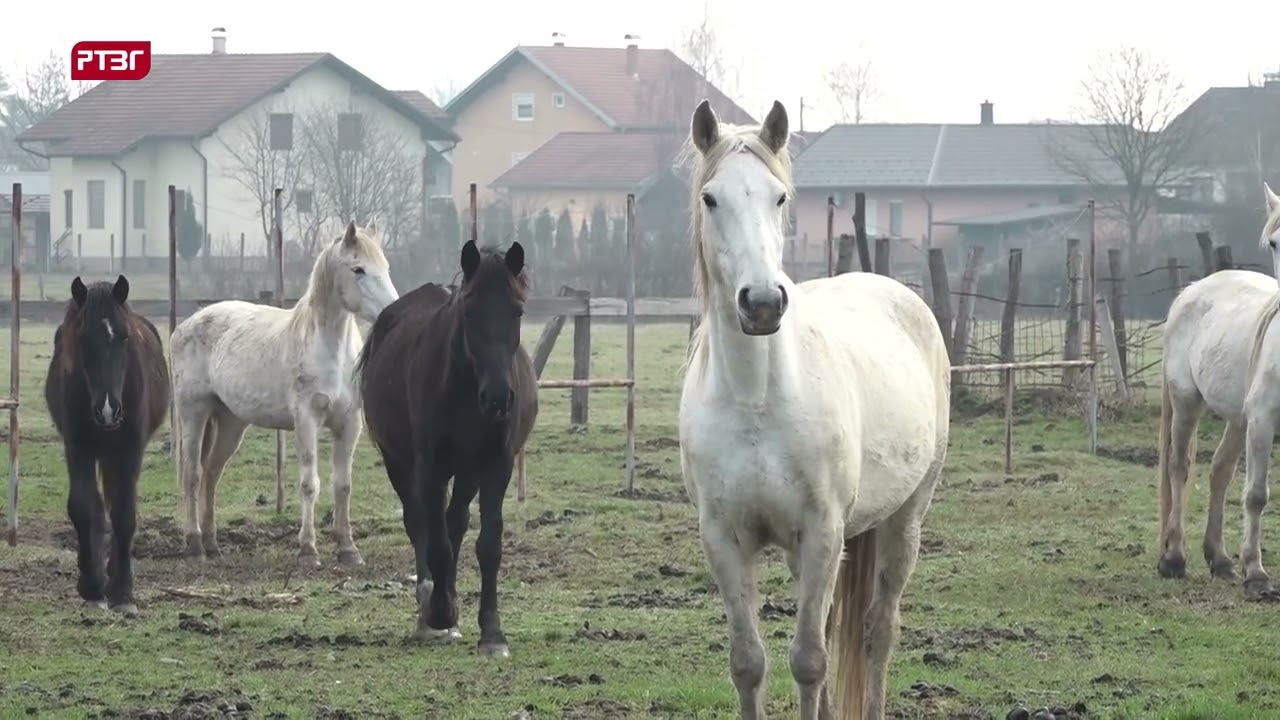 Konjički klub 