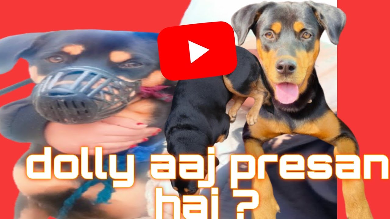 rottweilerpuppy #youtube#video rottwiller #goldenretriever #doglover #rottweilerlife