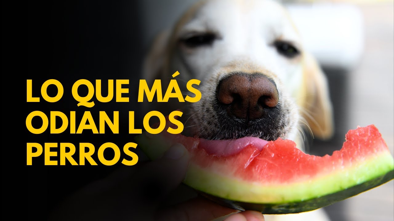 7 Cosas que los Perros ODIAN de los Humanos