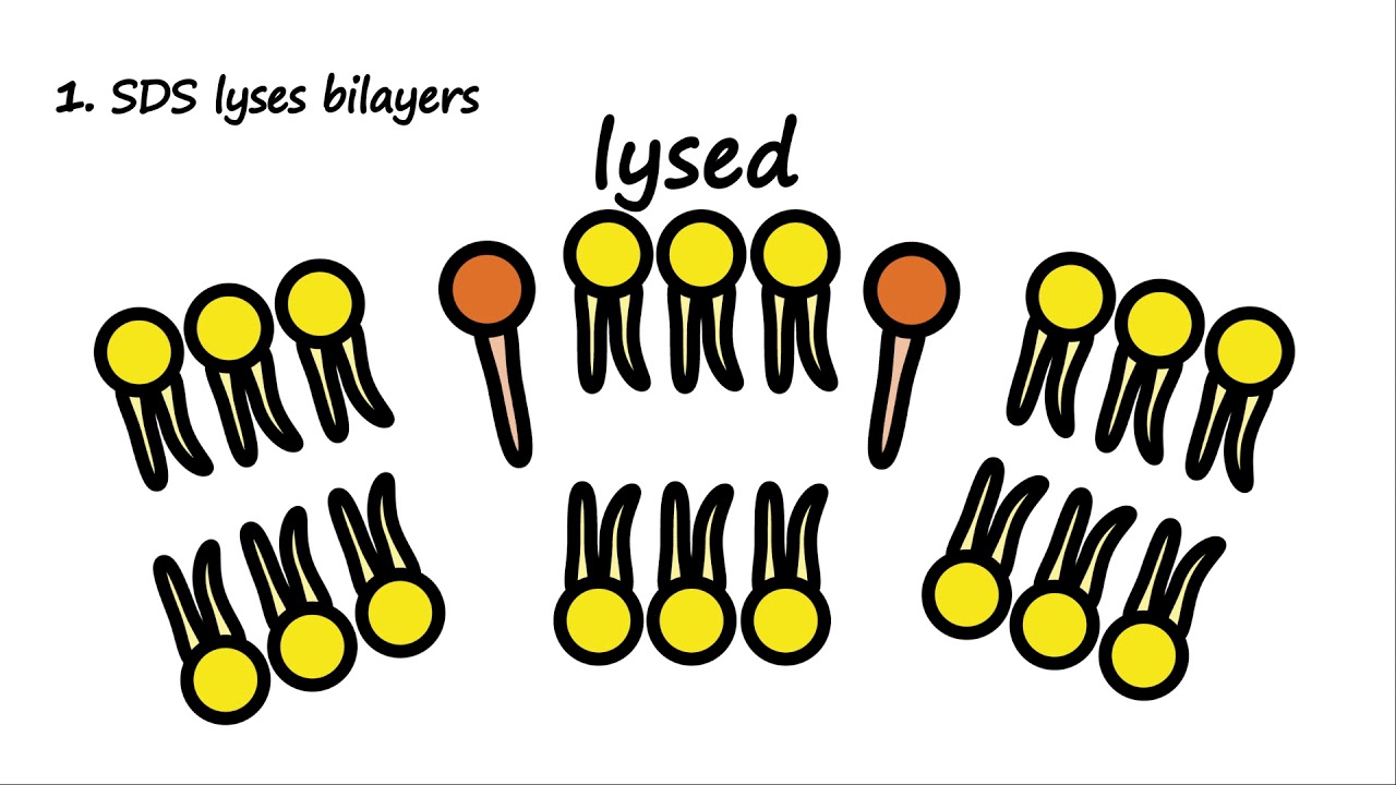 SDS and Biological Membranes