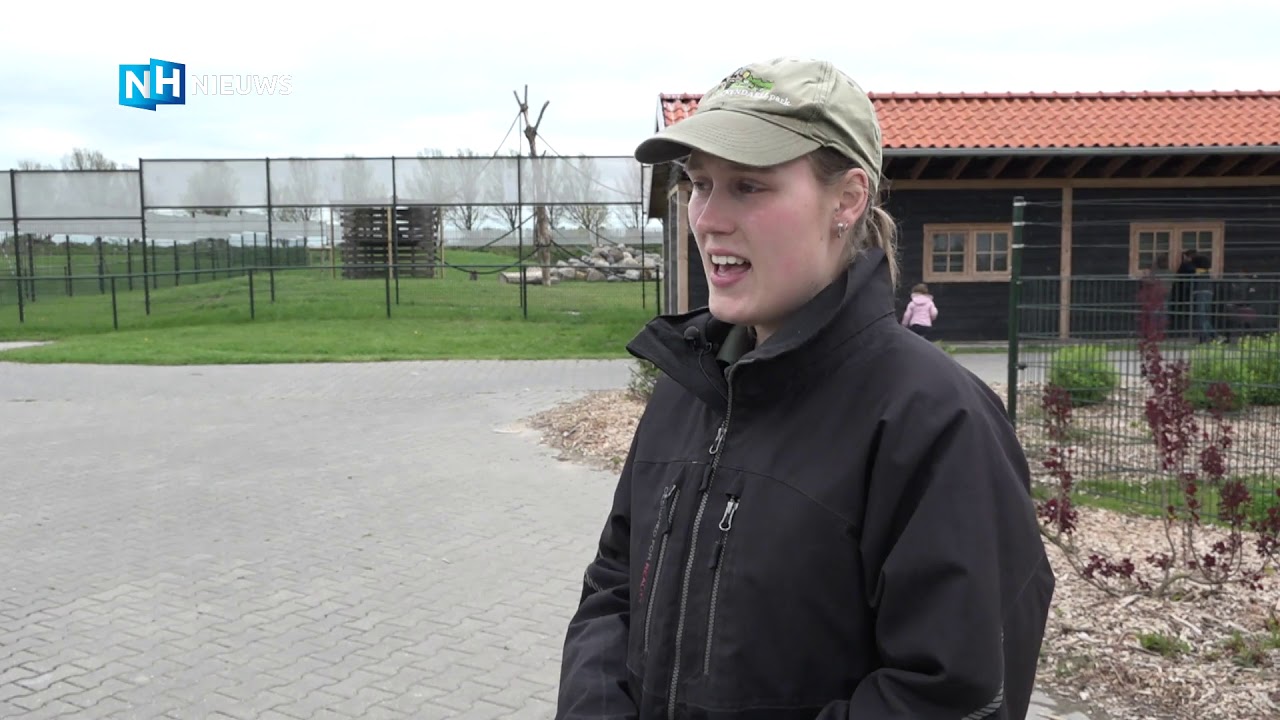 Bavianen vinden thuis bij Van Blanckendaell Park