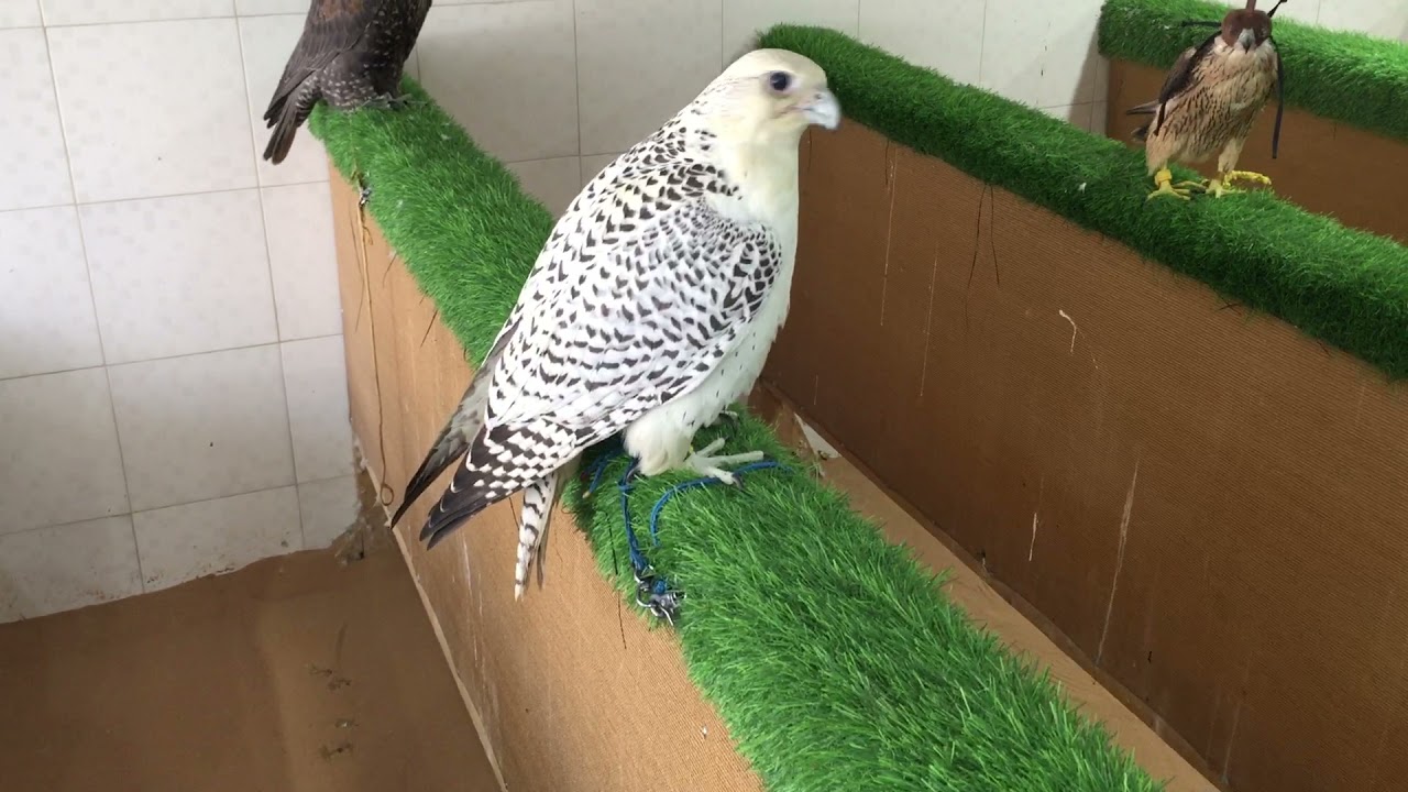 Falcon shop in UAE