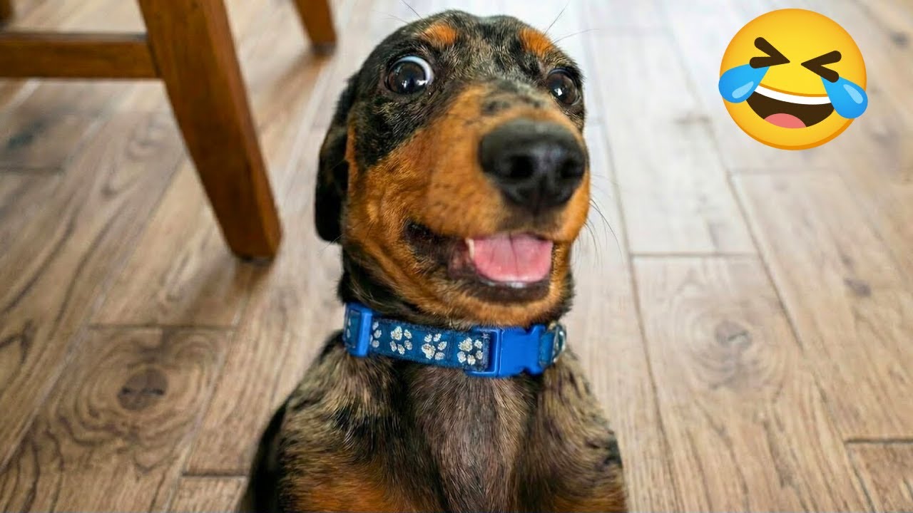 Funny ANIMAL Videos of Cats and Dogs🐶😺 Try Not To Laugh 😂