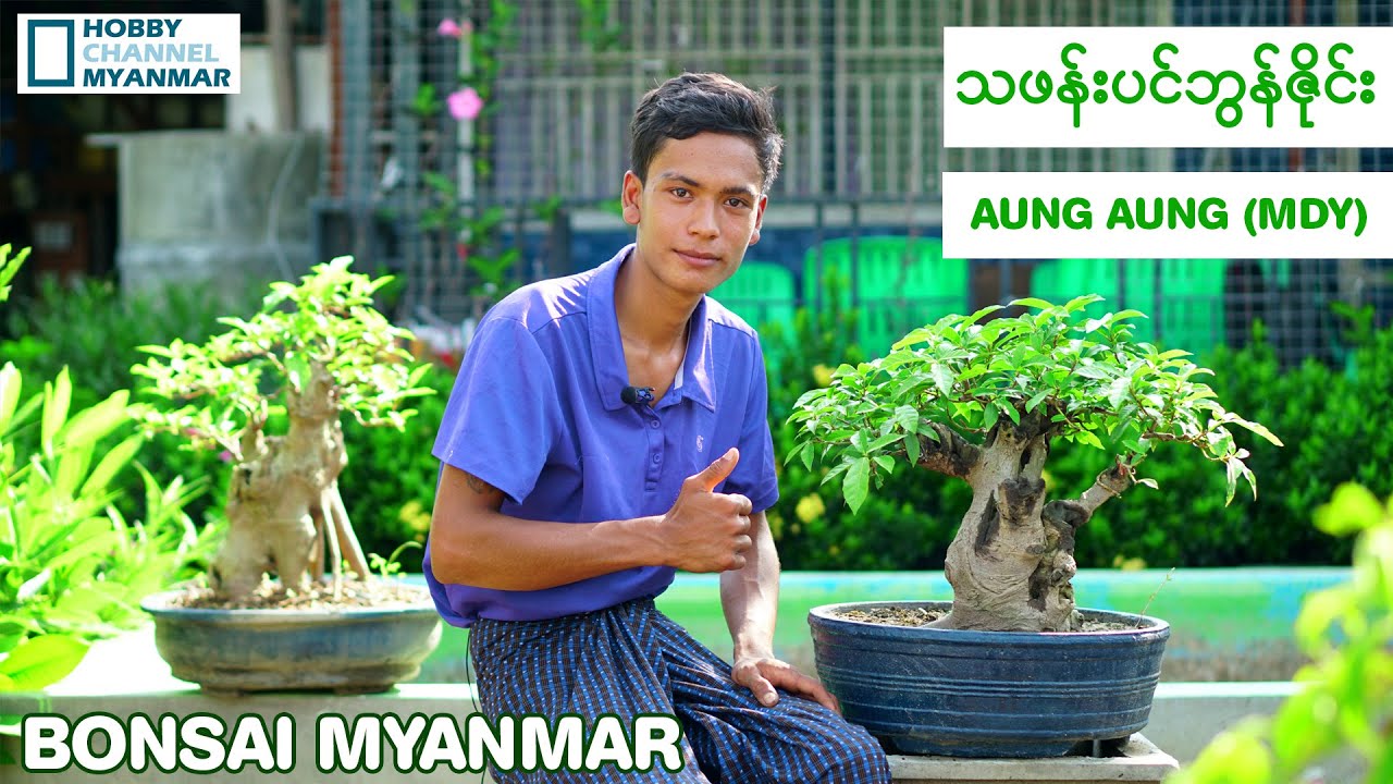 သဖန်းပင်ကိုဘွန်ဇိုင်းလုပ်မယ်ဆိုရင် ( အောင်အောင် - မန္တလေး )