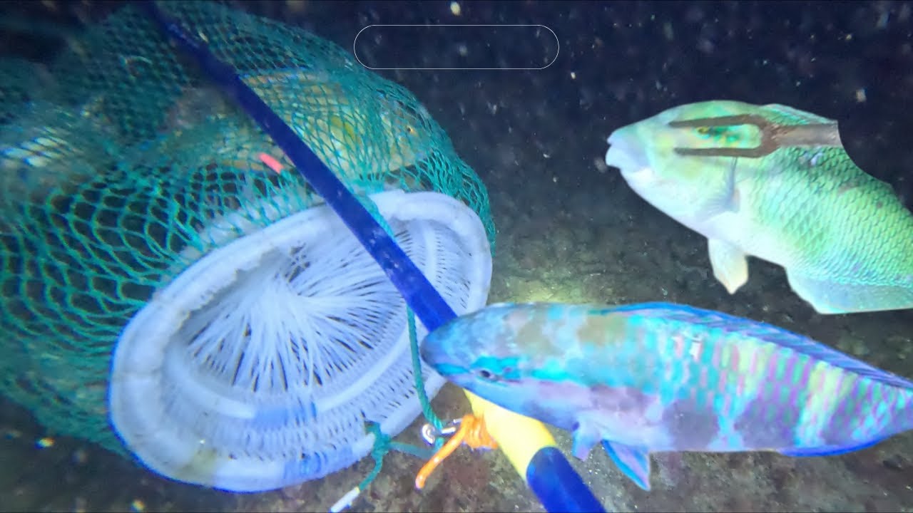 CALM SEA DIVE – FOUND SO MANY FISH AT THE BIG  REEF