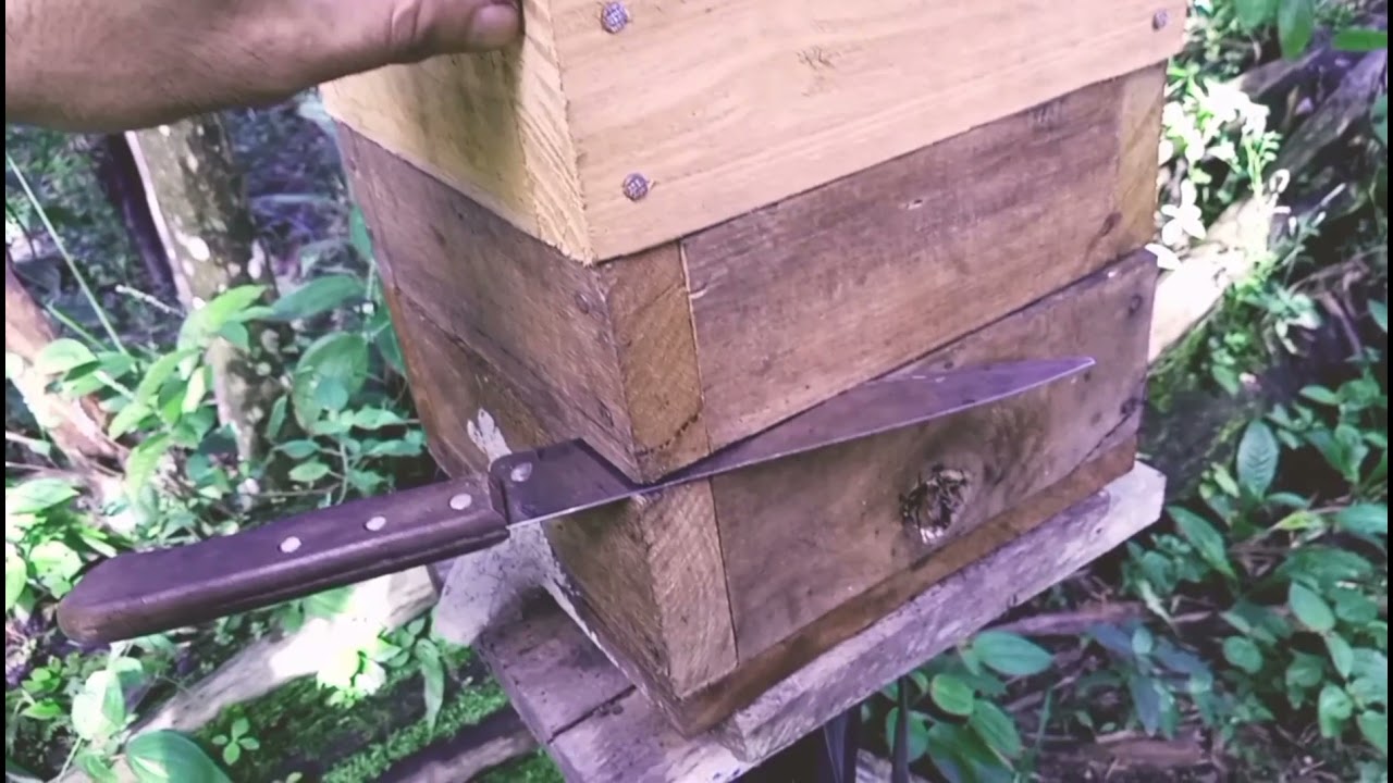 Multiplicação de uma matriz de Melipona lateralis (Uruçu tigre, Nariz de Anta)