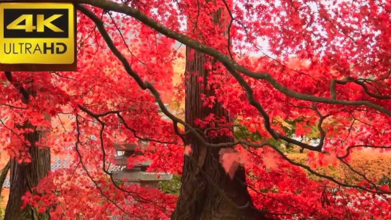 9 HRS Beautiful Autumn Red Maple Tree with Waterfall Sound For Relaxation 4K