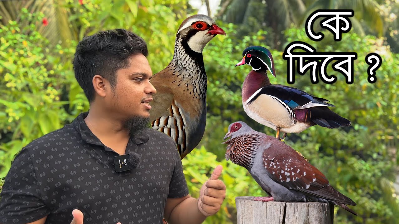 পাকিস্তানের জাতীয় পাখি কোথাও খুঁজে পাওয়া যাচ্ছেনা | Pakistan National Bird Chakor in Bangladesh