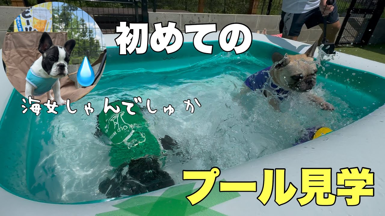 まるちゃん3ヶ月！兄犬たちのクセ強プールを初めて見学ｗｗ