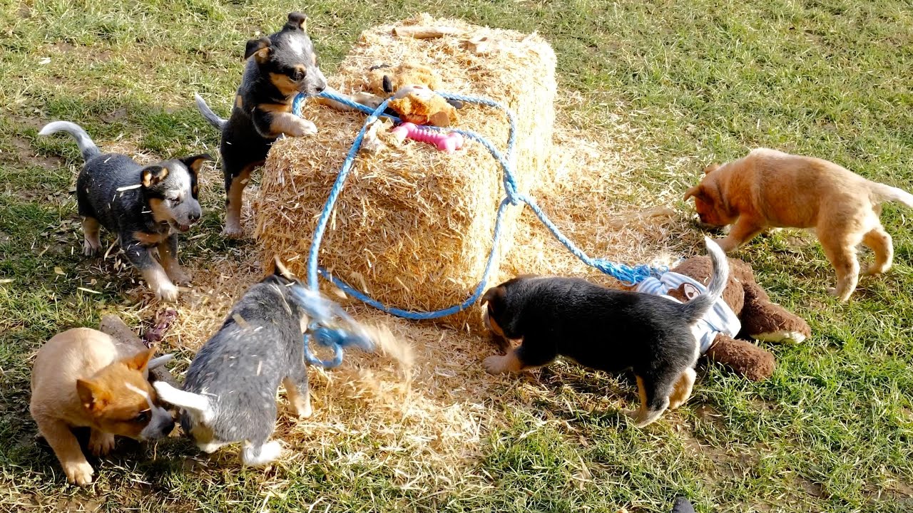 6 Week Old Australian Cattle Dog Puppies