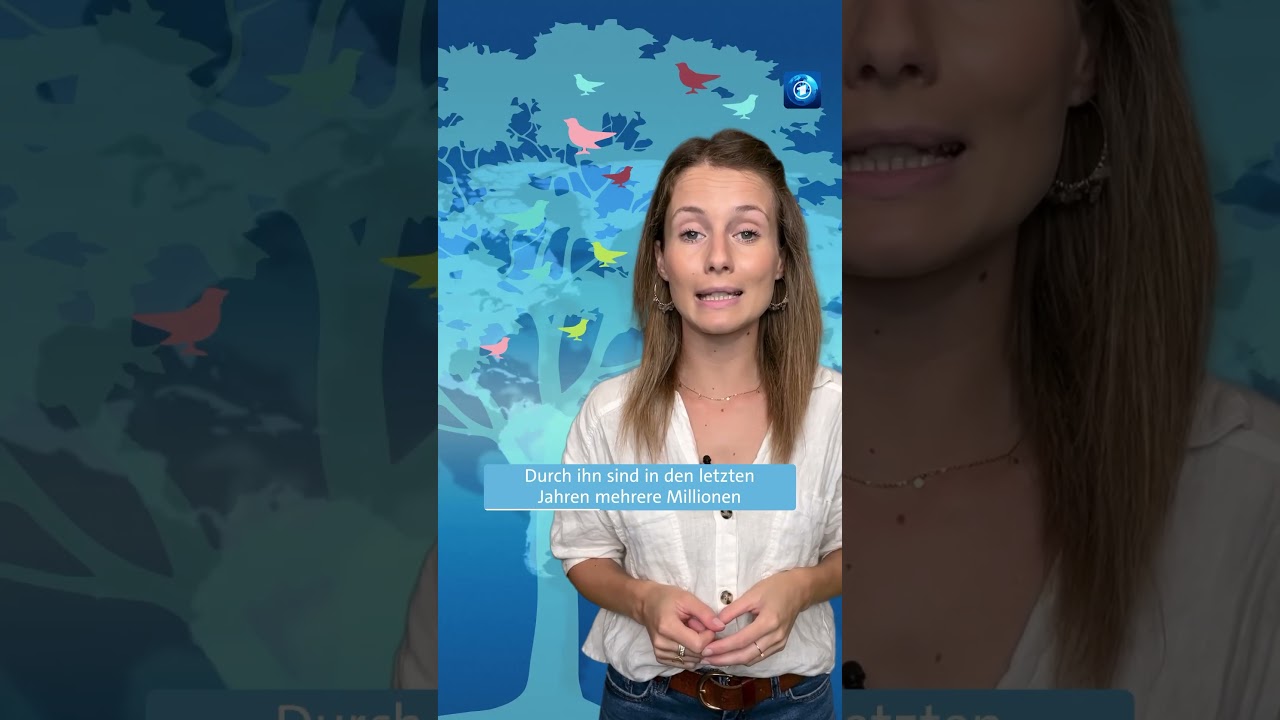Forschende warnen: Die Vogelgrippe sollte nicht untersch&auml;tzt werden. #nachrichten #tagesschau