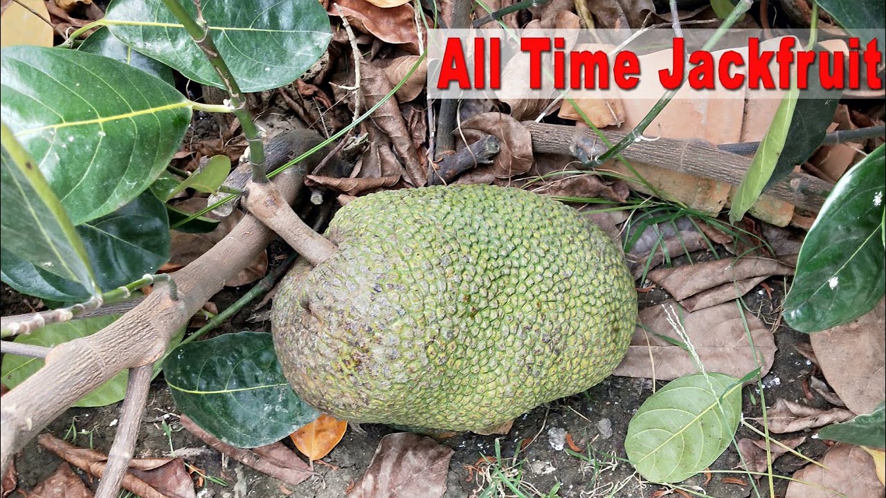 All Time Jackfruit Plant. Fruiting 2 Year Age Plant || Contact : 9333227579