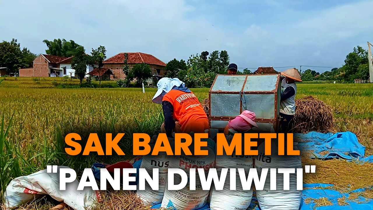 PANEN DIWIWITI! Sak Bare Metil 🌾, Sawah Dadi Urip