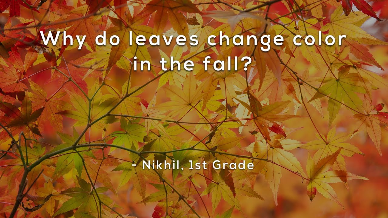 Why do leaves change color in the fall?