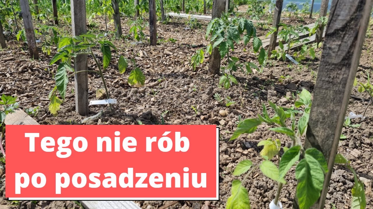 Pomidory po posadzeniu w gruncie i tunelu