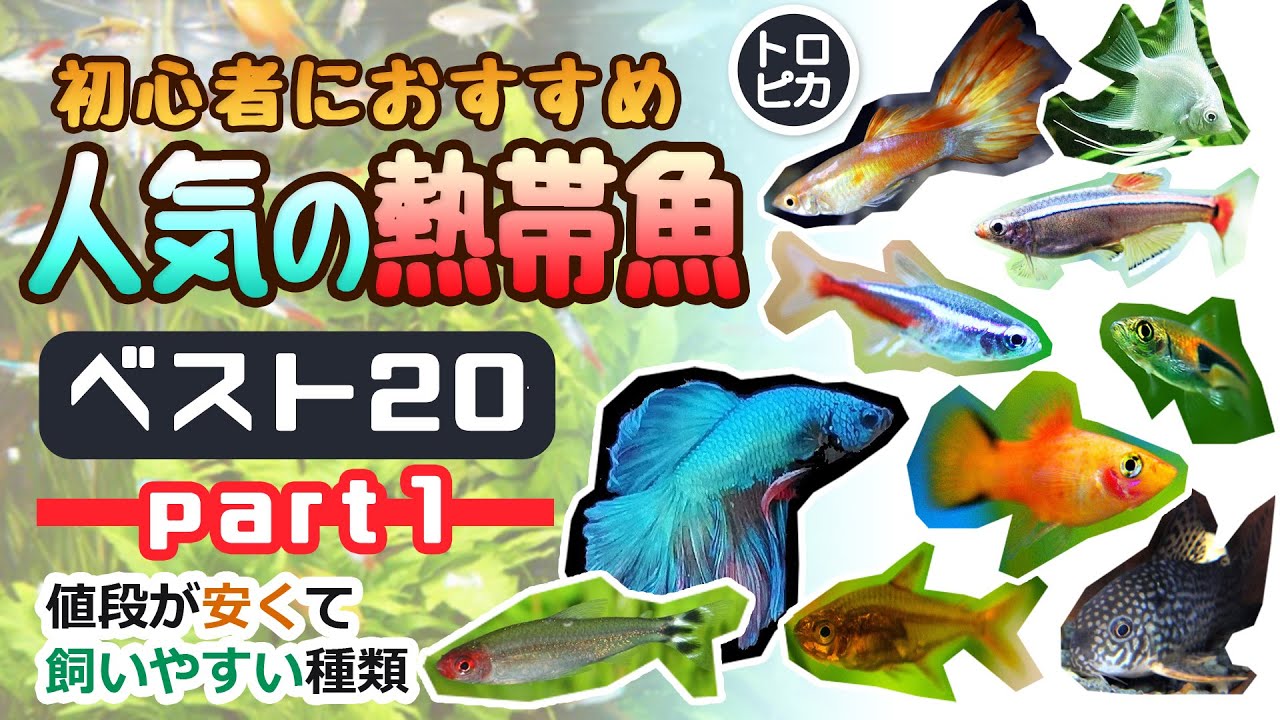 初心者におすすめ！人気の熱帯魚ベスト20！【その①】