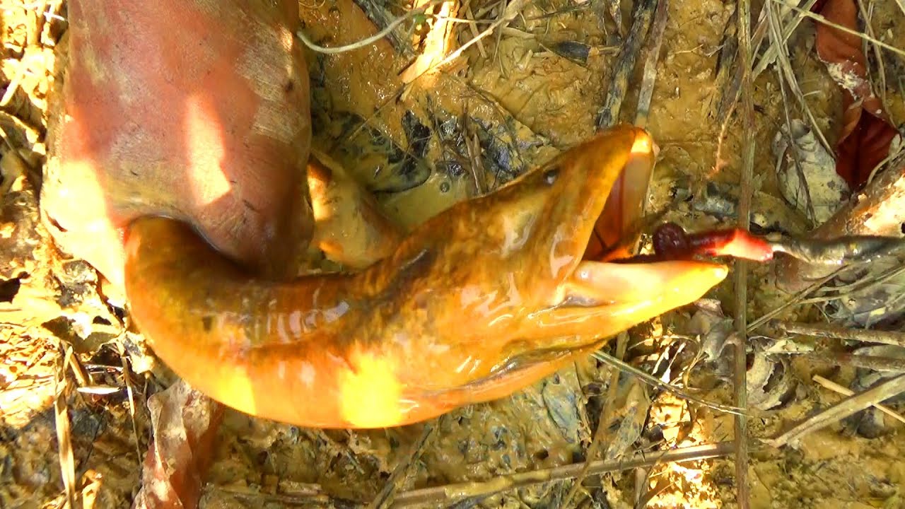 INI DIA BELUT MONSTER, TERBAYAR LUNAS  PERJUANGANNYA