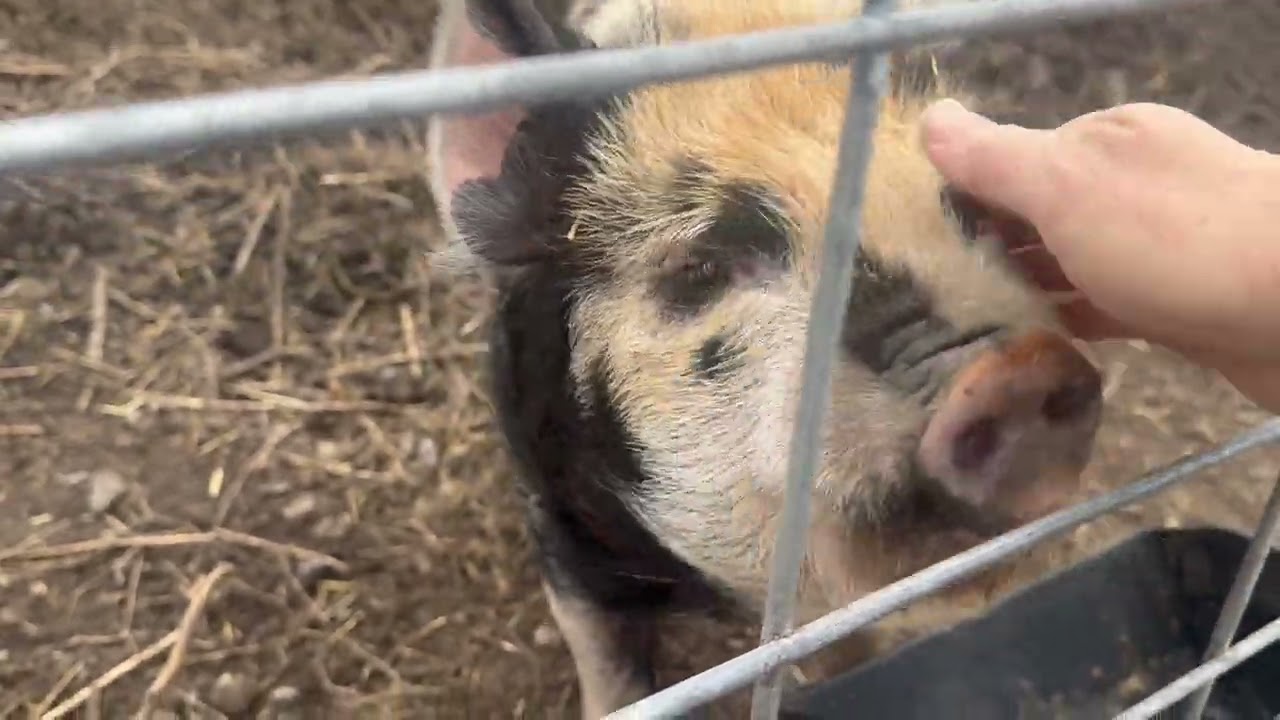 #kunekunepigs have moved out to their permanent winter #shelter 