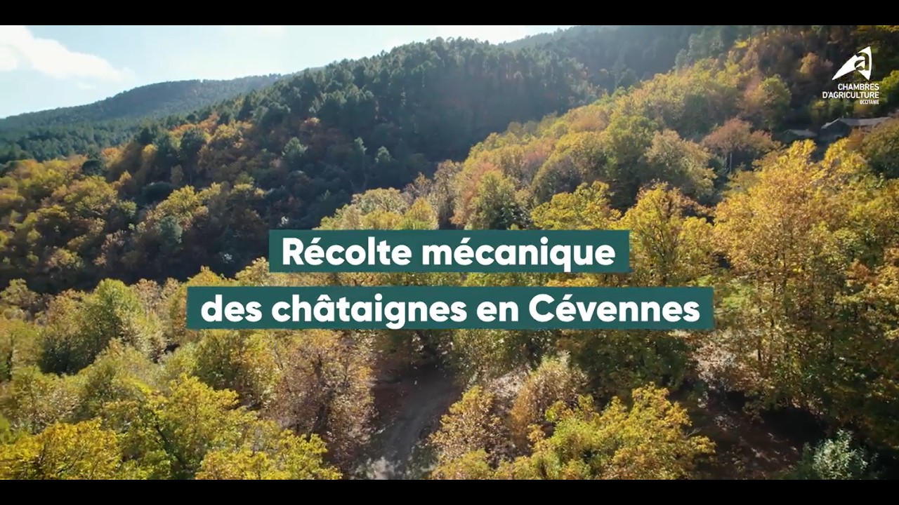 INNOV'ACTION 2025 : récolte mécanique des châtaignes en Cévennes