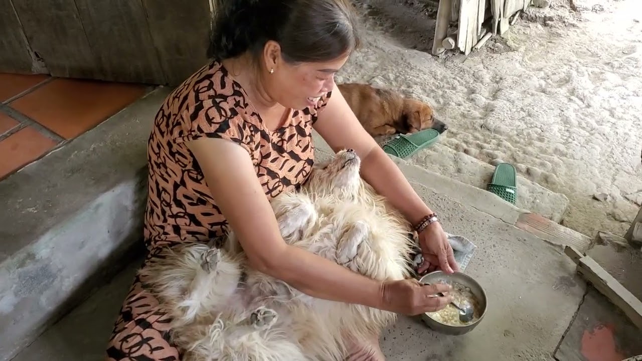 Lạ thật, chó nhõng nhẽo