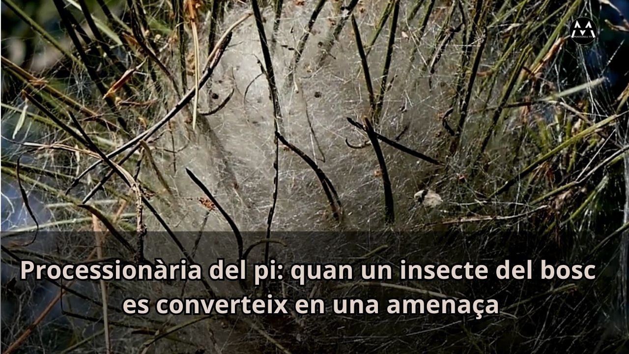 140628 Processionària del pi: quan un insecte del bosc es converteix en una amenaça