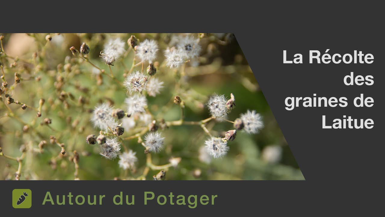 Des centaines de salades pour l'ann&eacute;e prochaine : r&eacute;colte des graines