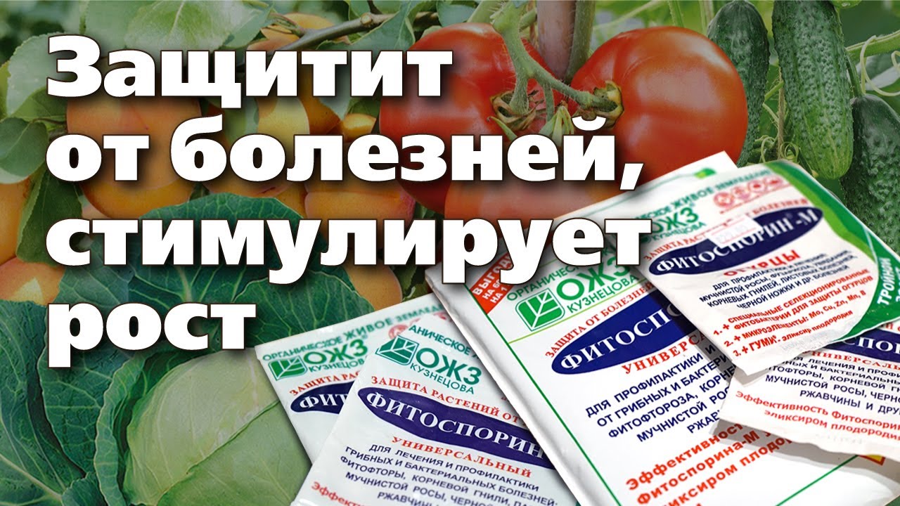 ЭТО ЛУЧШИЙ ПОМОЩНИК ДЛЯ РАСТЕНИЙ. Правила использования Фитоспорина