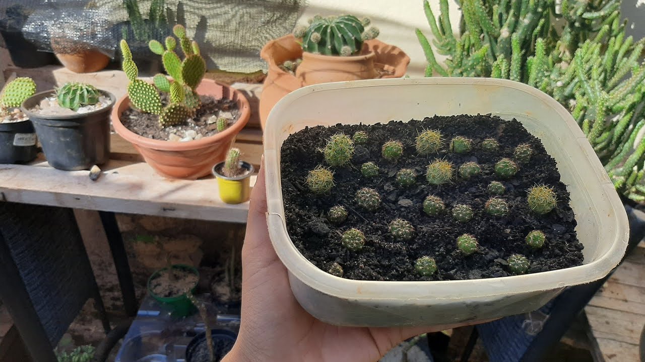 Como fazer ber&ccedil;&aacute;rio para cactos?(Lobivia arachnacantha)