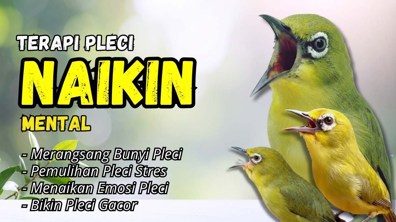 Terapi Naikan Mental Pleci dan Bikin Gacor