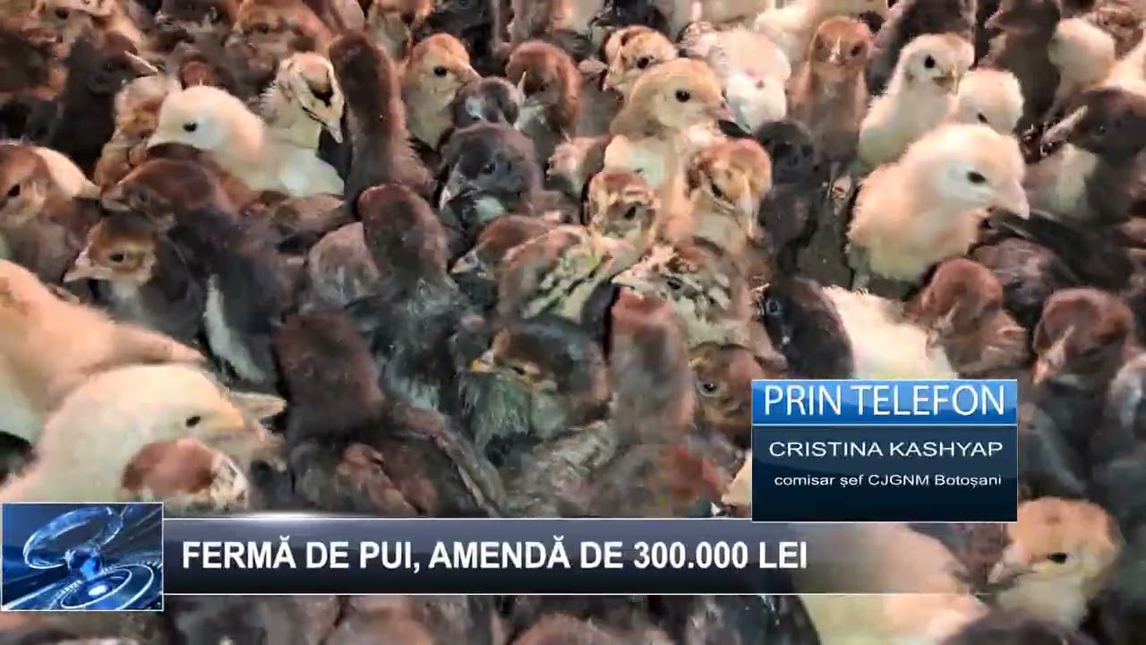 Fermă de pui, amendă de 300 000 lei 24 februarie 2026 TELE`M Botoșani