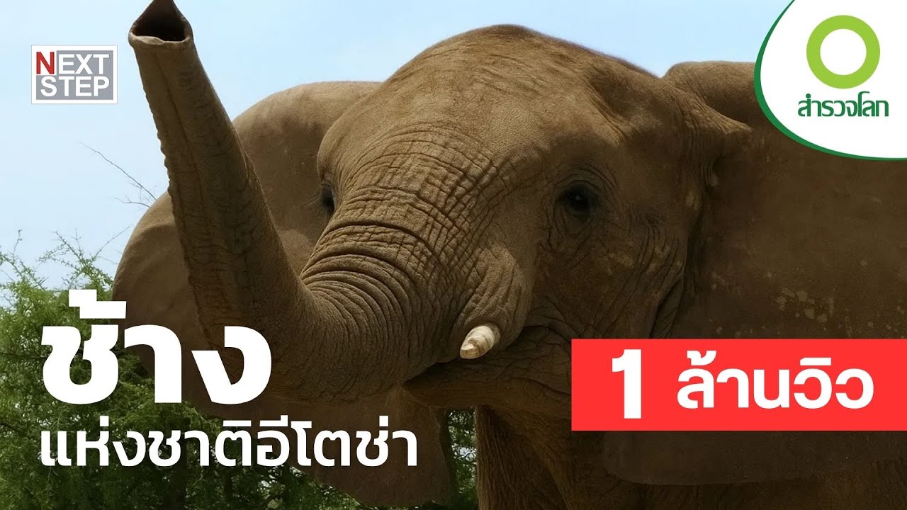 ช้างแห่งชาติอีโตช่า | สารคดี สำรวจโลก