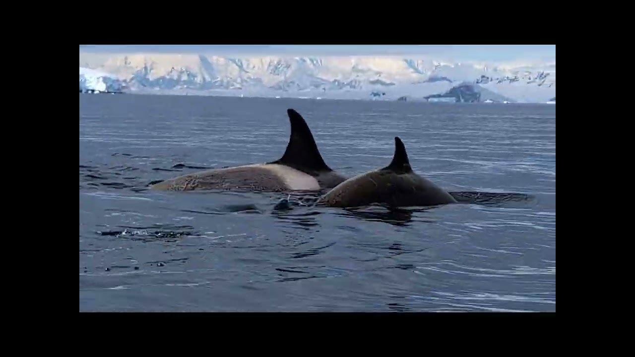 One Glorious Day in Antarctica