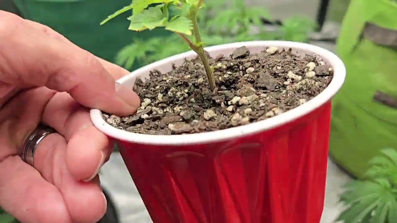 Tour La Grow