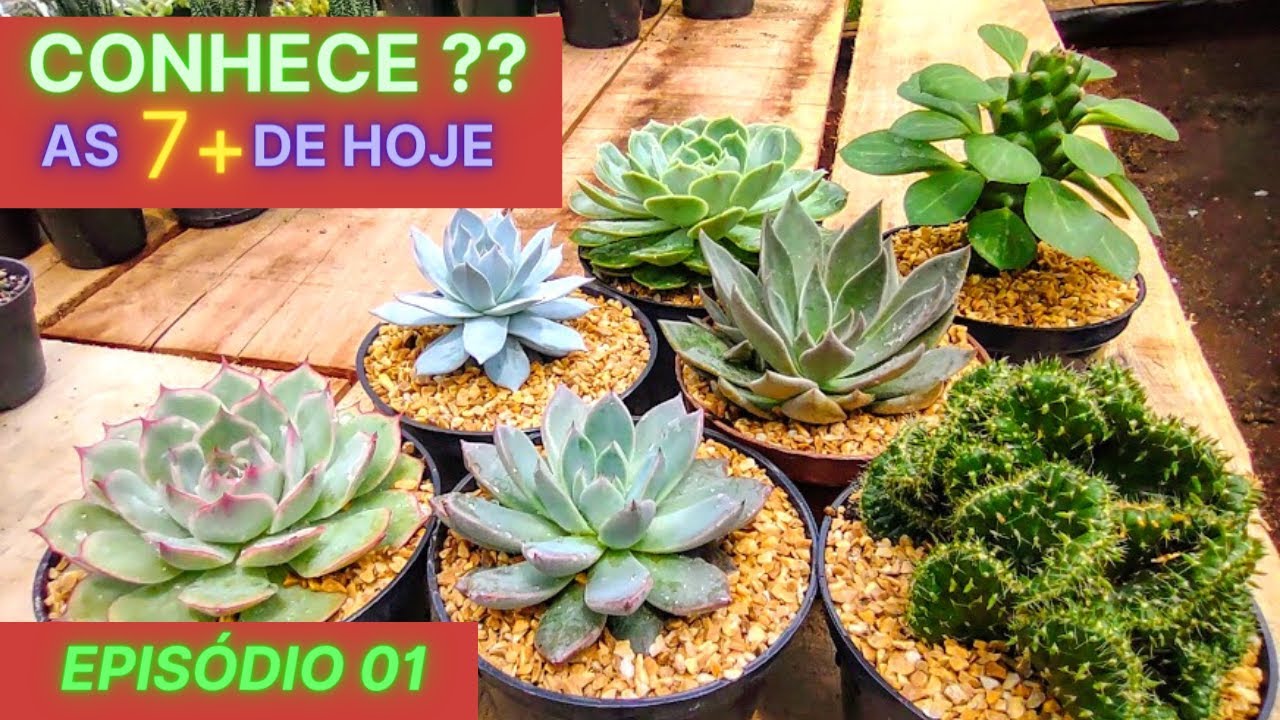 CONHECE ESTAS ? TEM EM SUA COLEÇÃO ? #suculentas #echeverias  #coleção