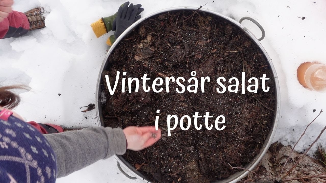 Vinters&aring; salat i potte