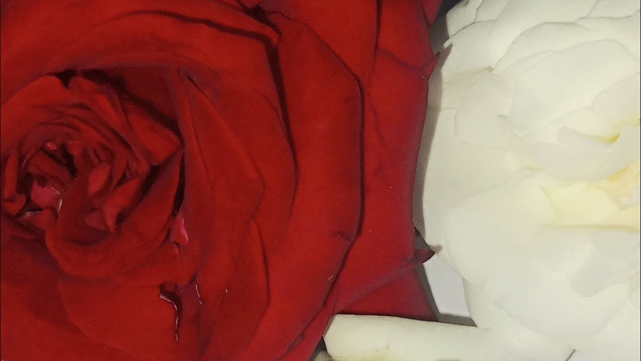 राधे राधे हर हर महादेव आप सभी को रिपब्लिक डे की हार्दिकशुभकामनाएं 🙏🙏🙏🌺