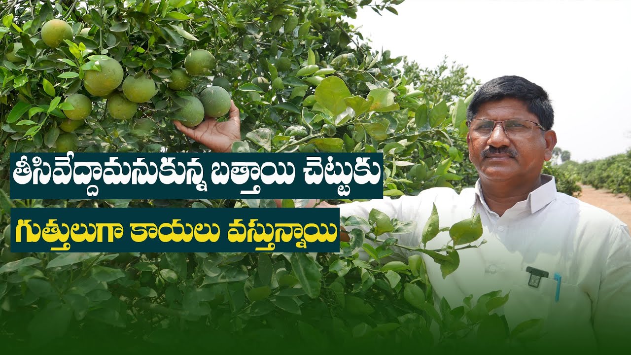 E115 | తీసేయాలనుకున్న ప్రతి బత్తాయి చెట్టు తిరిగి బతికింది | Nematodes sweet lime | @GramaBazaar