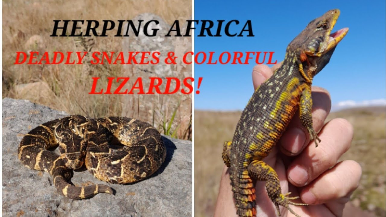 DEADLY SNAKES and COLORFUL LIZARDS! Midlands South Africa