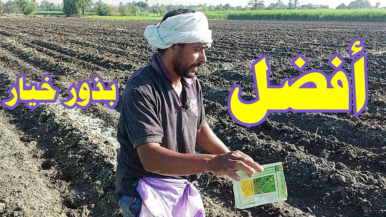 مواعيد زراعة الخيار☝☝أفضل البذور في الانتاج والارباح️☝الجزء الثاني