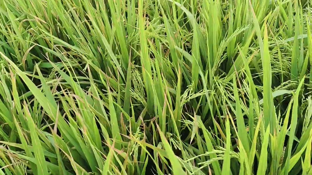 Lakukan cara ini diawal untuk mencegah penyakit hawar daun bakteri/kresek di tanaman padi
