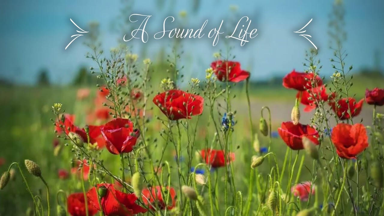 A Sound of Life / Dźwięk Życia // Agnieszka Krawczyk