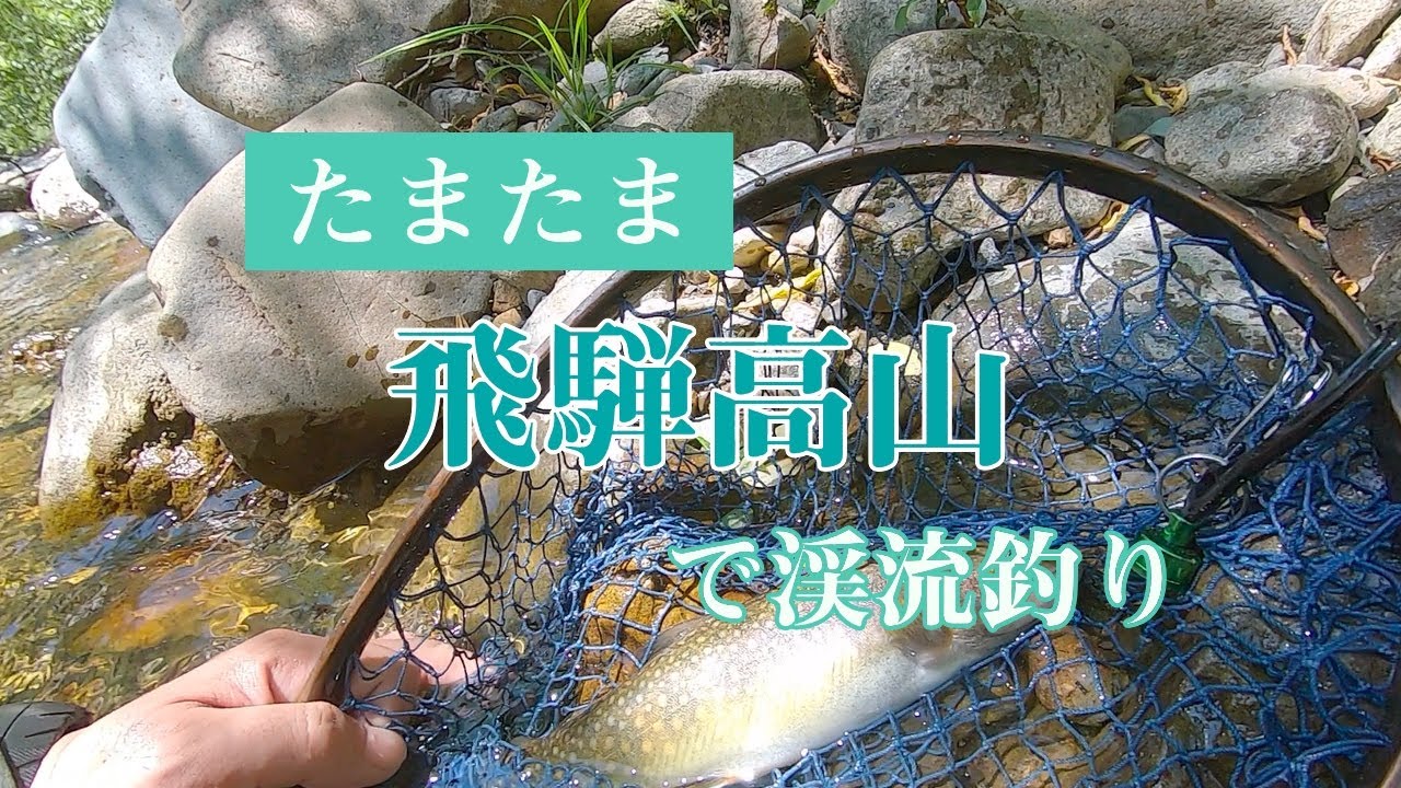 たまたま飛騨高山に行ってきたので、とりあえず沢に入りました。【渓流釣り】