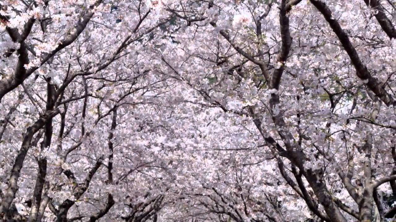 花は桜君は美し-Ballad Version