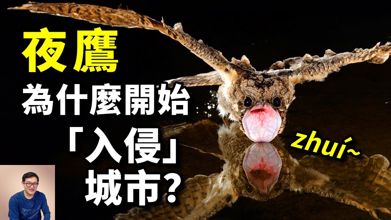 為什麼夜鷹開始大量「入侵」城市？半夜高達90分貝的叫聲影響睡眠，到底該怎麼辦？夜鷹的瘋狂真相……【老肉雜談】